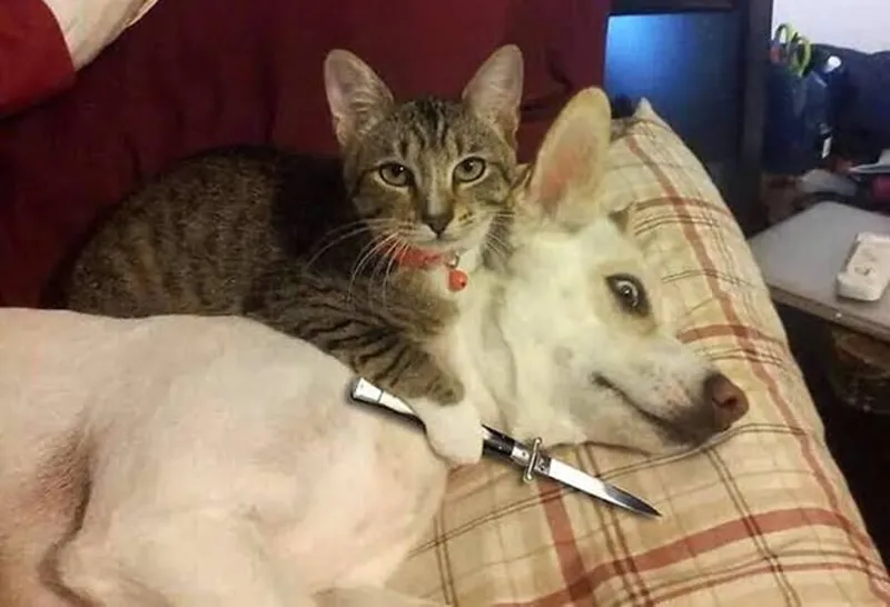 Meme con mèo cầm hoa thật dễ thương và vui nhộn Meme con mèo cầm hoa thật dễ thương và vui nhộn