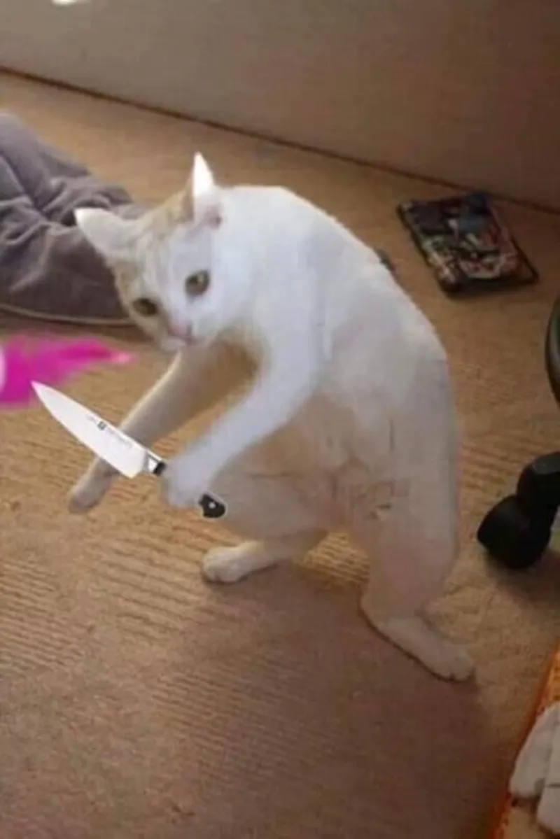 Người que meme cheems mèo cầm phóng lợn thật hài hước Người que meme cheems mèo cầm phóng lợn thật hài hước