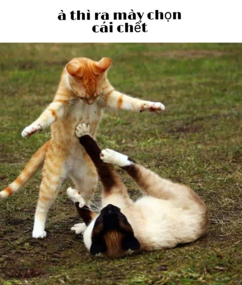 Meme đánh ghen thật hài hước và thú vị Meme đánh ghen thật hài hước và thú vị