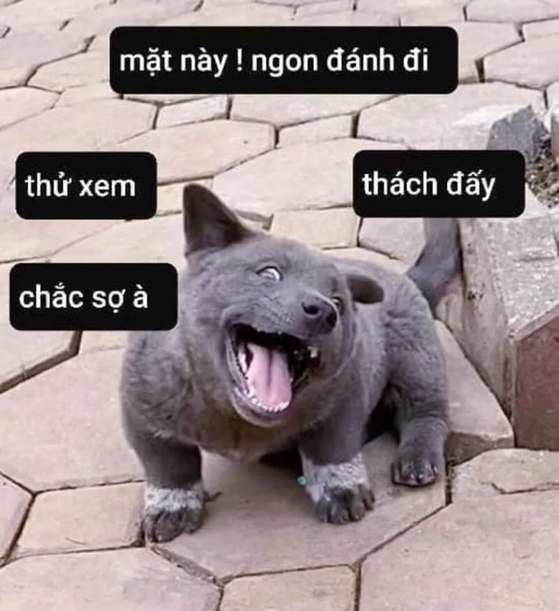 Meme đánh người yêu khiến bạn không thể rời mắt Meme đánh người yêu khiến bạn không thể rời mắt