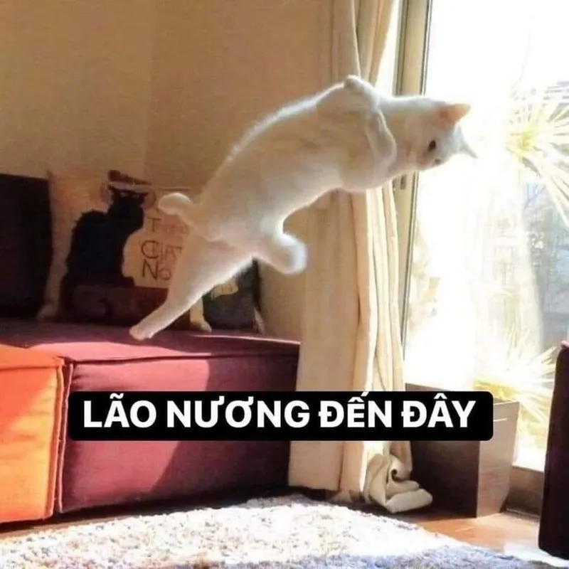Meme đánh vào đầu thật vui nhộn và thú vị Meme đánh vào đầu thật vui nhộn và thú vị