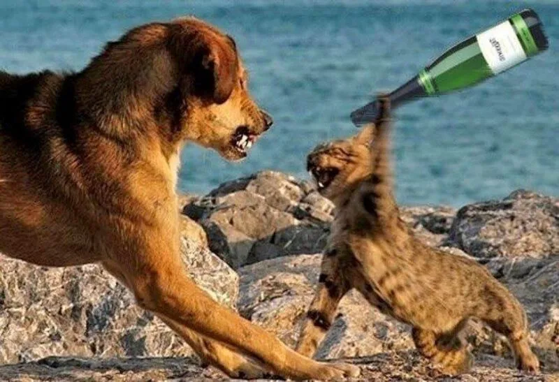 Meme đánh lộn thật hài hước và thú vị Meme đánh lộn thật hài hước và thú vị