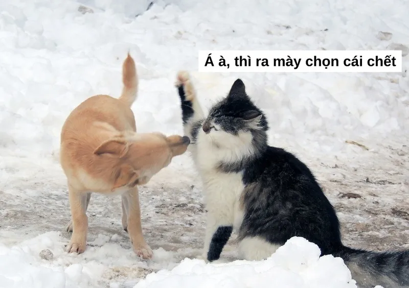 Meme đánh hội đồng mang lại tiếng cười sảng khoái Meme đánh hội đồng mang lại tiếng cười sảng khoái