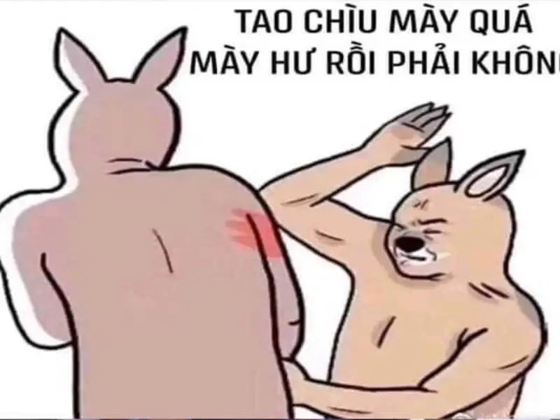 Meme mèo đánh nhau khiến bạn cảm thấy thích thú Meme mèo đánh nhau khiến bạn cảm thấy thích thú