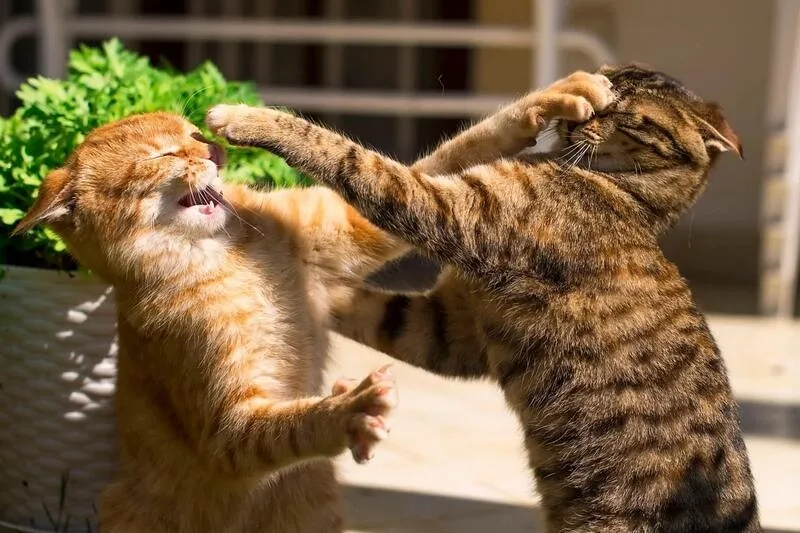 Meme đánh bài thua thật hài hước và thú vị Meme đánh bài thua thật hài hước và thú vị