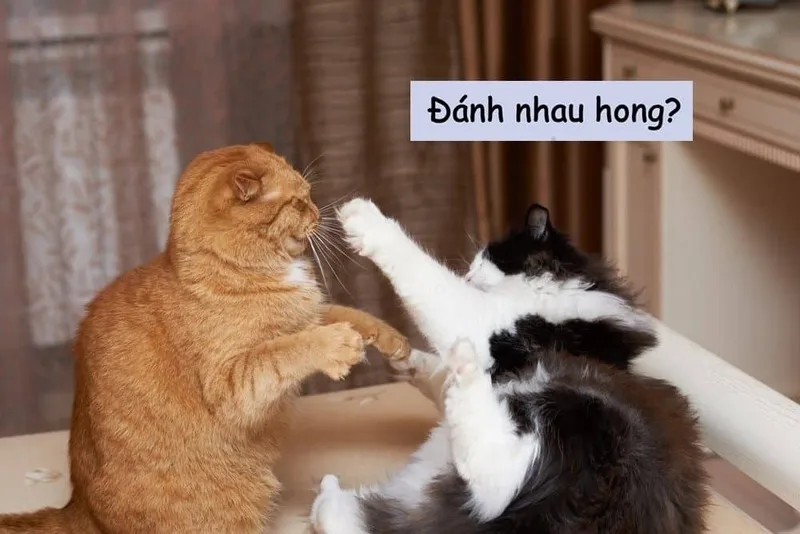 Meme đánh bài ngày tết mang lại niềm vui cho bạn Meme đánh bài ngày tết mang lại niềm vui cho bạn