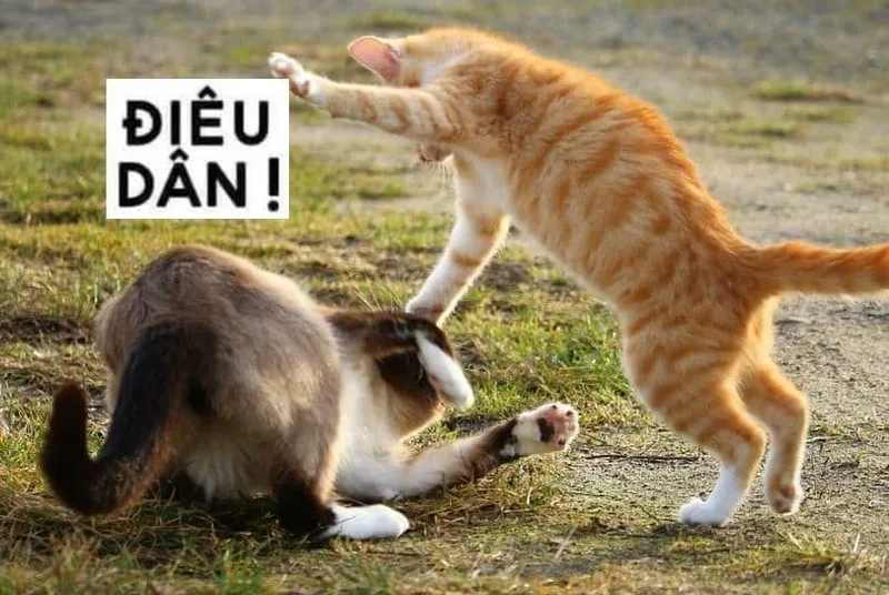 Meme mèo đánh bài tết thật đáng yêu và hài hước Meme mèo đánh bài tết thật đáng yêu và hài hước