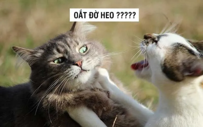 Cờ bạc meme đánh bài thua khiến bạn cảm thấy đồng cảm Cờ bạc meme đánh bài thua khiến bạn cảm thấy đồng cảm