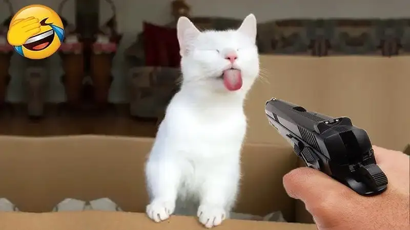 Meme ảnh mèo cute trái tim mang đến sự dễ thương cho những ai yêu thích mèo Meme ảnh mèo cute trái tim mang đến sự dễ thương cho những ai yêu thích mèo