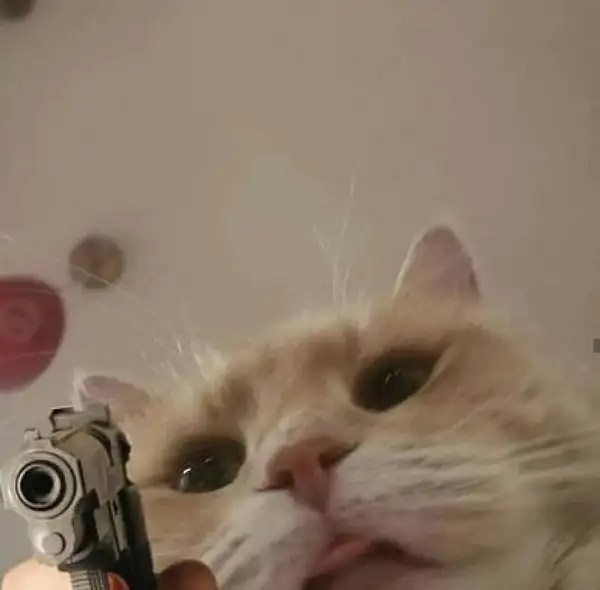 Meme mèo bắn tim dễ thương khiến mọi người cảm thấy vui vẻ Meme mèo bắn tim dễ thương khiến mọi người cảm thấy vui vẻ
