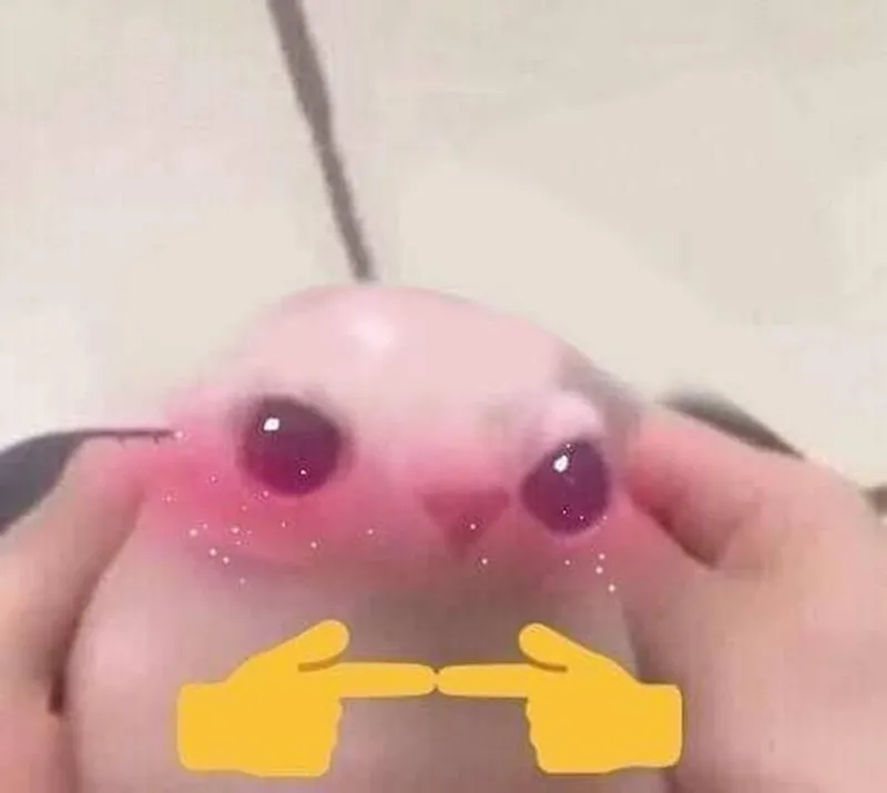 Meme ảnh mèo ngại ngùng khiến bạn không thể rời mắt