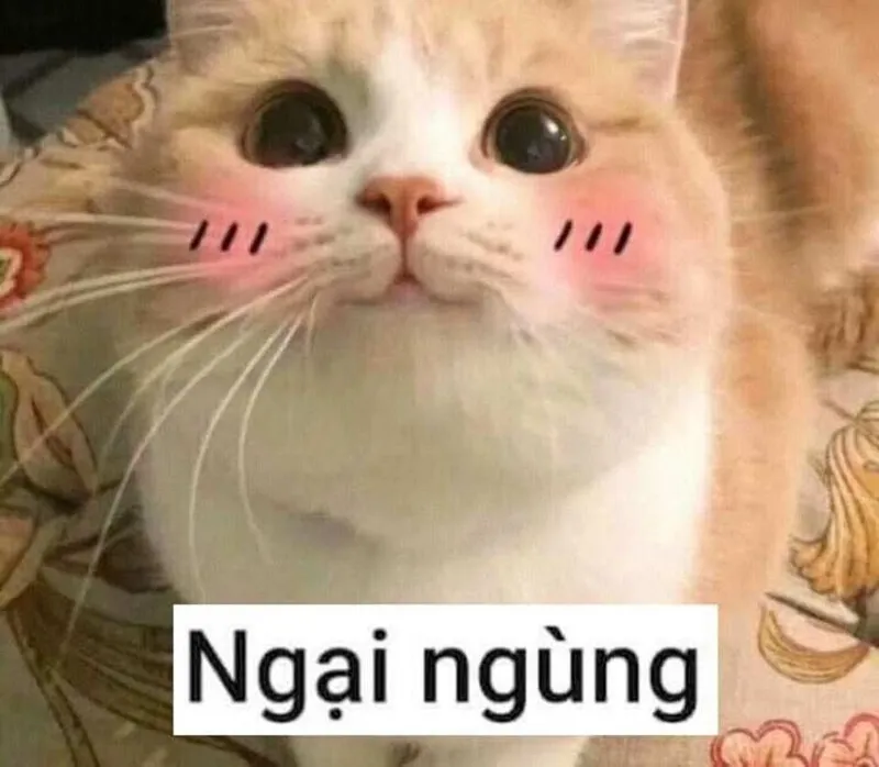 Meme ngại lắm khiến bạn cảm thấy thích thú