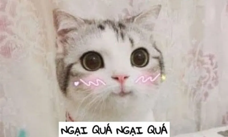 Meme ngại dễ thương khiến bạn không thể nhịn cười