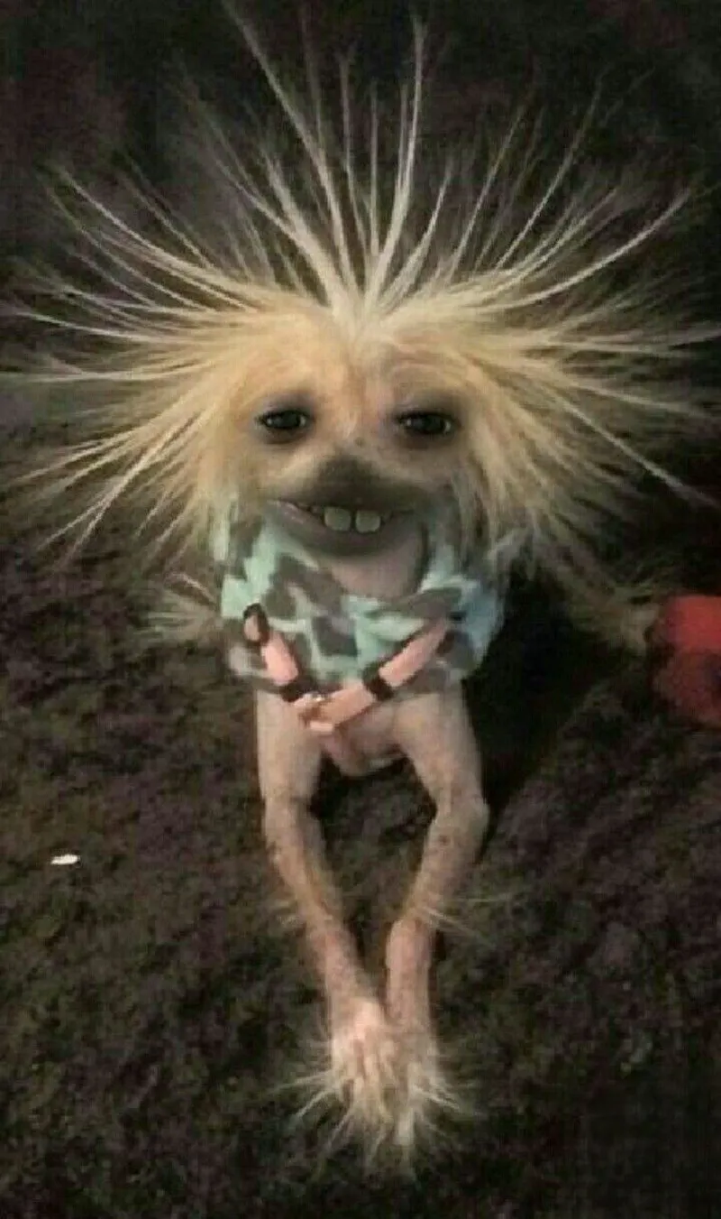 Cute ảnh meme hài khiến mọi người cảm thấy dễ chịu và vui vẻ Cute ảnh meme hài khiến mọi người cảm thấy dễ chịu và vui vẻ