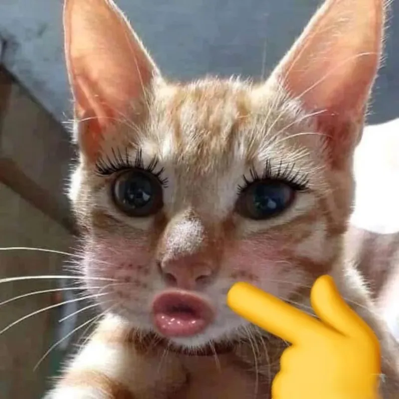 Meme em bé cute hài hước mang lại sự dễ thương cho mọi người Meme em bé cute hài hước mang lại sự dễ thương cho mọi người