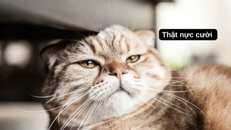 Hình nền meme hài là lựa chọn thú vị cho những ai yêu thích sự hài hước Hình nền meme hài là lựa chọn thú vị cho những ai yêu thích sự hài hước
