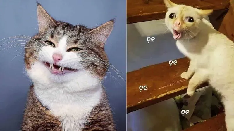 Meme tình yêu hài hước thể hiện những khoảnh khắc ngọt ngào và vui vẻ Meme tình yêu hài hước thể hiện những khoảnh khắc ngọt ngào và vui vẻ