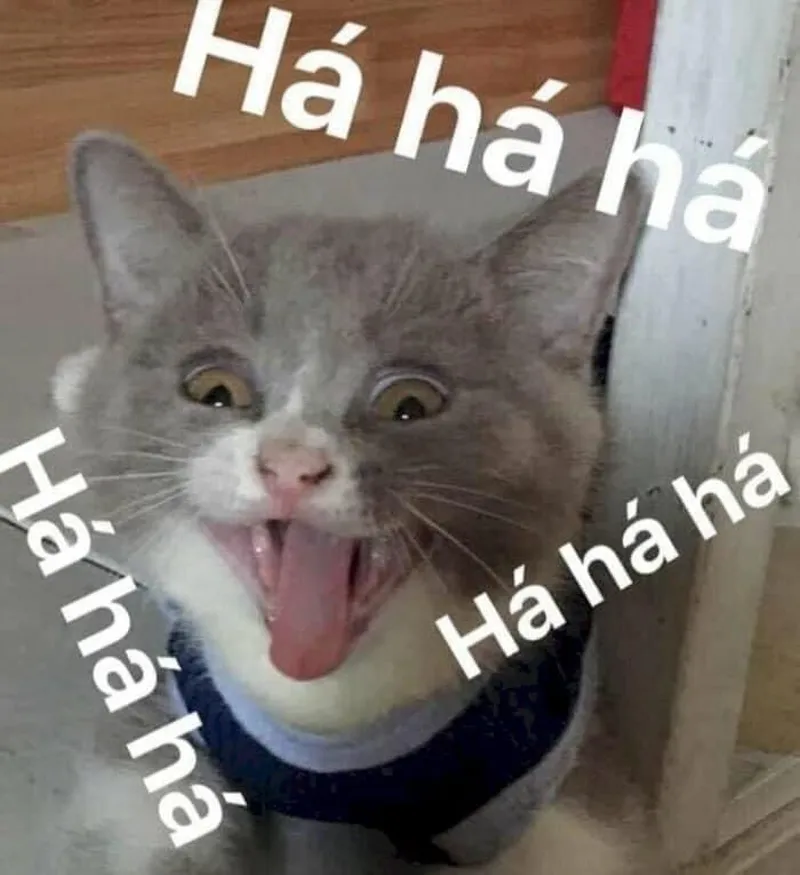 Cute meme hài mang lại sự dễ thương cho những khoảnh khắc vui vẻ Cute meme hài mang lại sự dễ thương cho những khoảnh khắc vui vẻ