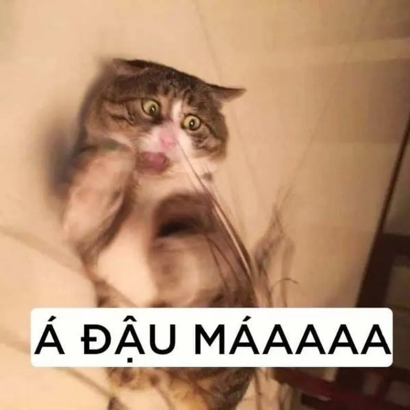 Meme chuột hamster hài khiến mọi người không thể nhịn cười Meme chuột hamster hài khiến mọi người không thể nhịn cười