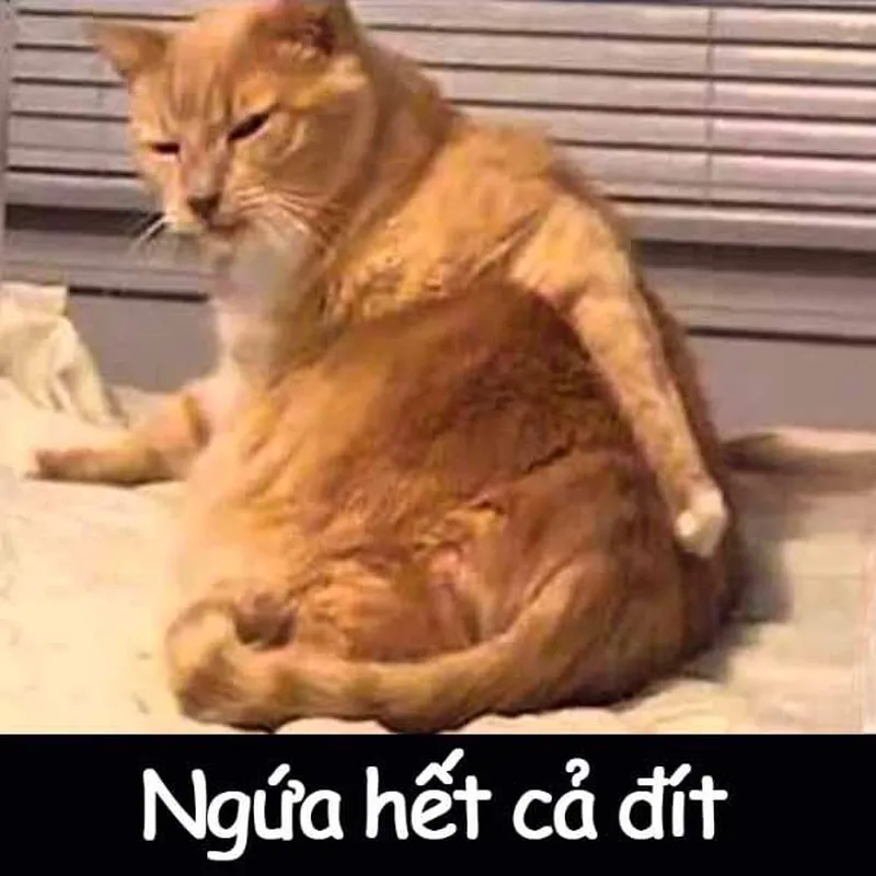 Meme ảnh hài hước cute giúp bạn ghi lại những khoảnh khắc đáng nhớ và vui vẻ Meme ảnh hài hước cute giúp bạn ghi lại những khoảnh khắc đáng nhớ và vui vẻ
