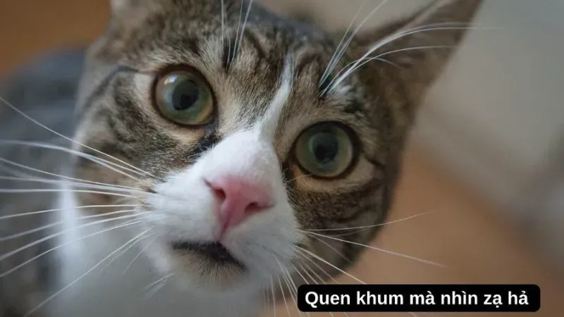 Hài hước cute ảnh người que meme khiến mọi người cùng cười Hài hước cute ảnh người que meme khiến mọi người cùng cười