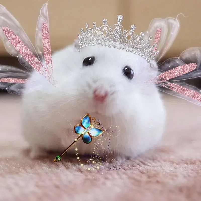 Ảnh chuột hamster meme giúp bạn ghi lại những khoảnh khắc vui vẻ Ảnh chuột hamster meme giúp bạn ghi lại những khoảnh khắc vui vẻ
