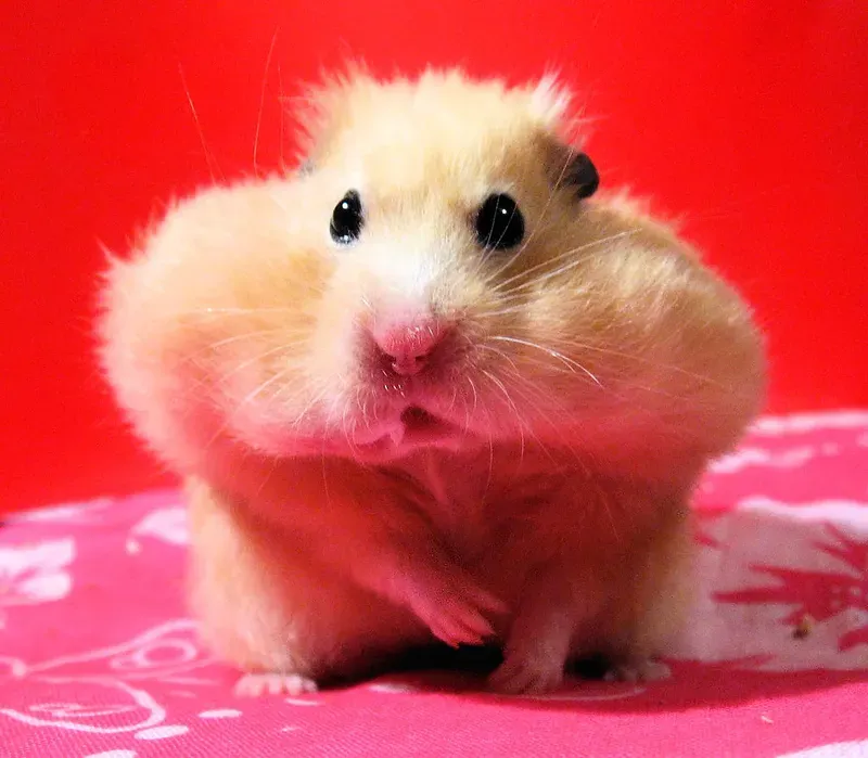 Meme ảnh chuột hamster bựa mang lại tiếng cười cho mọi người Meme ảnh chuột hamster bựa mang lại tiếng cười cho mọi người