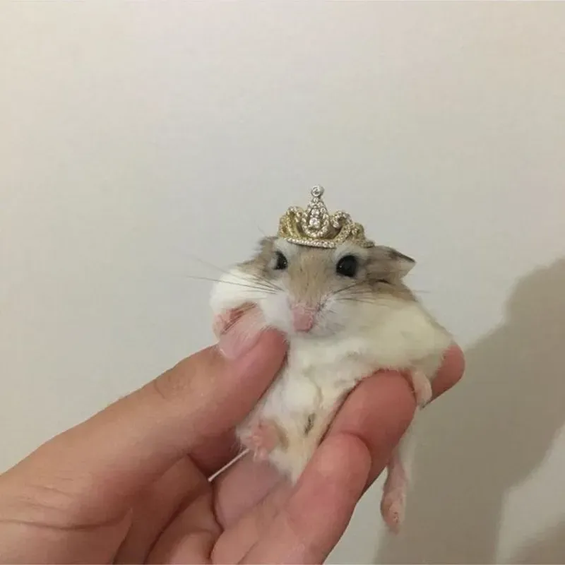 Ảnh con chuột hamster meme dễ thương cho những ai yêu thích động vật Ảnh con chuột hamster meme dễ thương cho những ai yêu thích động vật