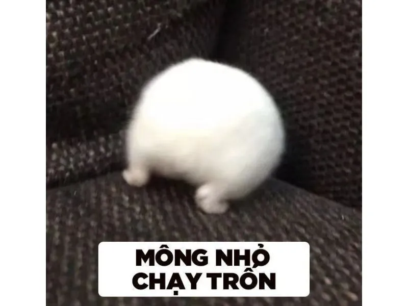 Meme chuột jerry mặc váy cưới khiến mọi người không thể nhịn cười Meme chuột jerry mặc váy cưới khiến mọi người không thể nhịn cười