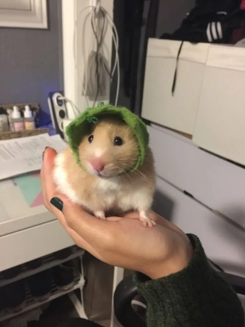 Meme con chuột hamster dễ thương cho những ai yêu thích động vật Meme con chuột hamster dễ thương cho những ai yêu thích động vật