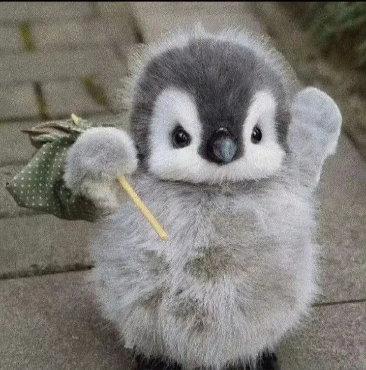 Con chim meme thật dễ thương và vui nhộn Con chim meme thật dễ thương và vui nhộn