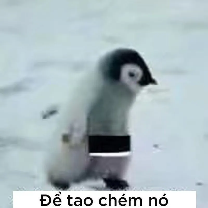 Chim cánh cụt chết rồi khiến bạn không thể nhịn cười Chim cánh cụt chết rồi khiến bạn không thể nhịn cười