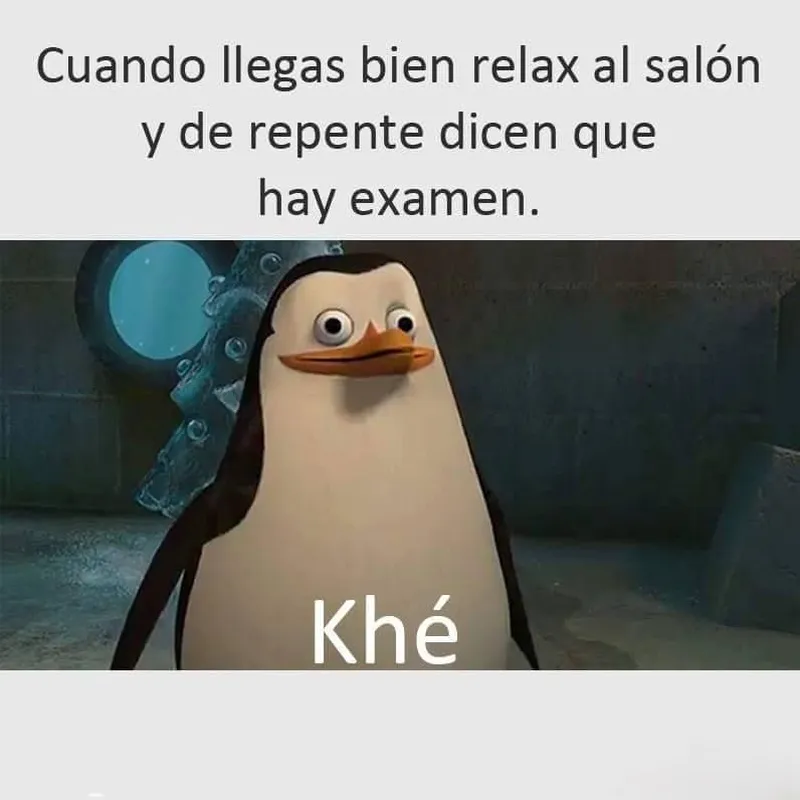 Meme chim cánh cụt dễ thương thật đáng yêu và vui nhộn Meme chim cánh cụt dễ thương thật đáng yêu và vui nhộn