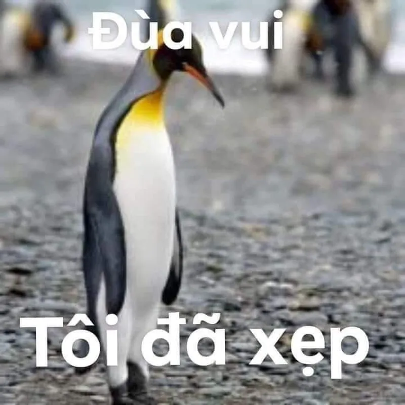 Meme cánh cụt vui nhộn thật dễ thương và hài hước Meme cánh cụt vui nhộn thật dễ thương và hài hước