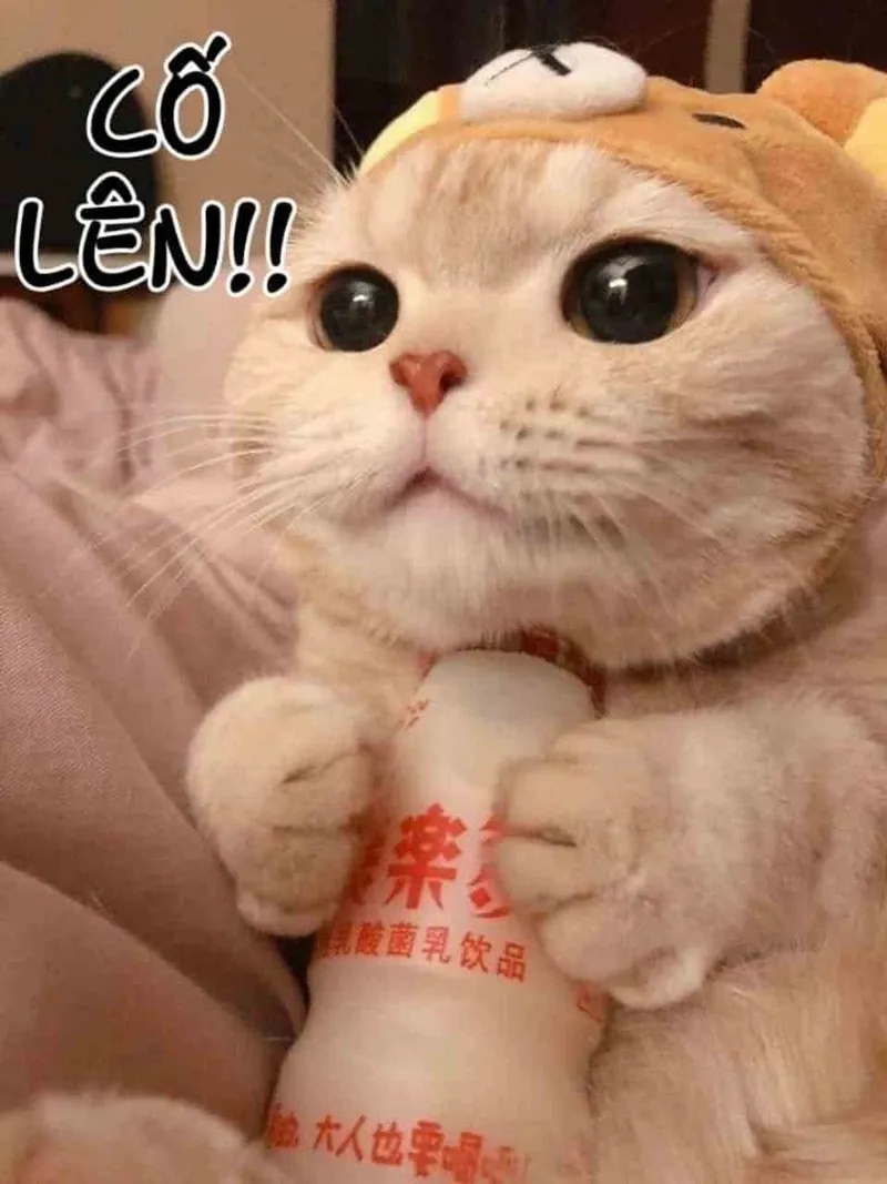 Cốt trong meme sea mang đến những câu chuyện hài hước và thú vị Cốt trong meme sea mang đến những câu chuyện hài hước và thú vị