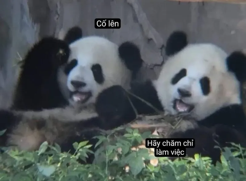 Cố tỏ ra là mình ổn meme giúp bạn thể hiện cảm xúc một cách hài hước Cố tỏ ra là mình ổn meme giúp bạn thể hiện cảm xúc một cách hài hước
