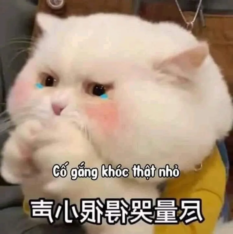 Cốt meme mang đến những câu chuyện hài hước và thú vị Cốt meme mang đến những câu chuyện hài hước và thú vị