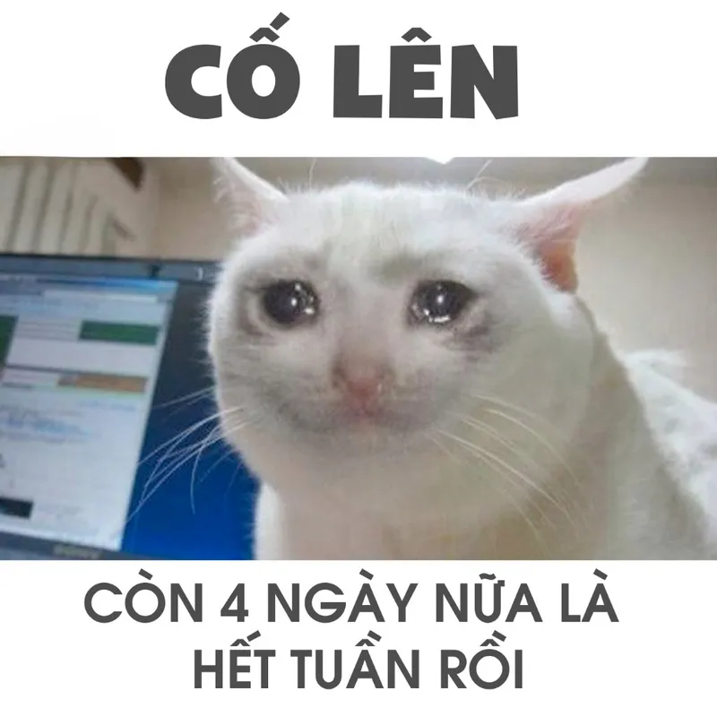 Cố lên meme mèo dễ thương khiến mọi người cảm thấy vui vẻ Cố lên meme mèo dễ thương khiến mọi người cảm thấy vui vẻ