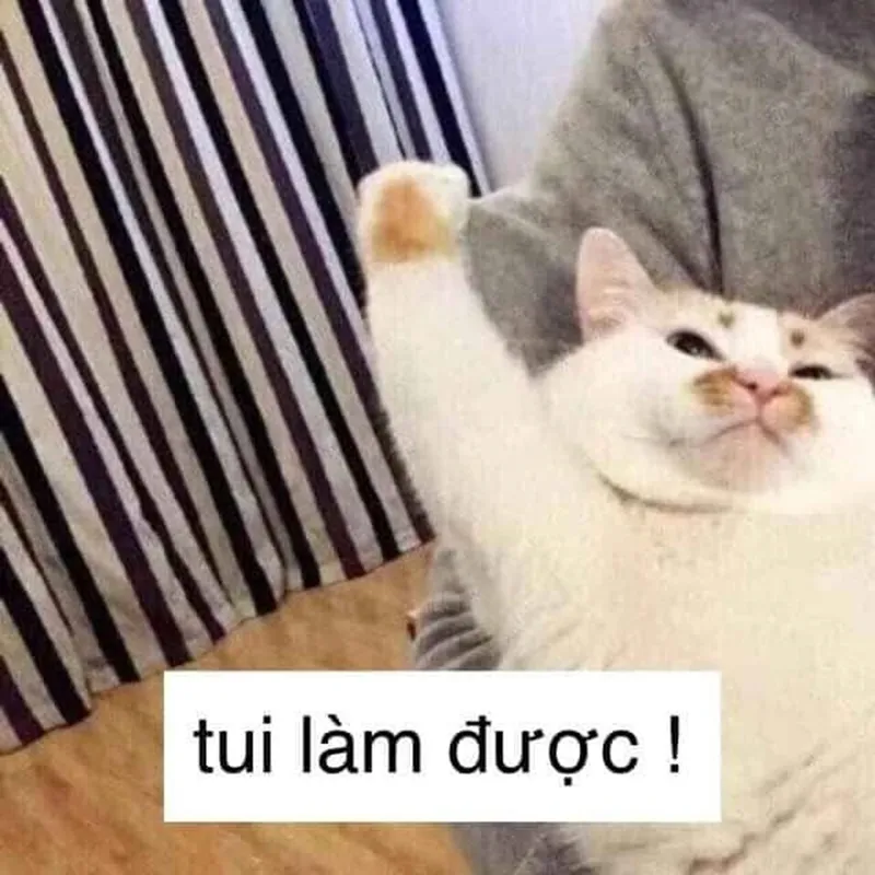 Meme cố lên hài hước giúp bạn thư giãn và cười thoải mái Meme cố lên hài hước giúp bạn thư giãn và cười thoải mái
