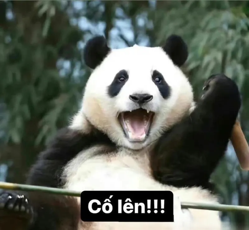 Meme cố tỏ ra là mình ổn giúp bạn thể hiện sự mạnh mẽ bên ngoài Meme cố tỏ ra là mình ổn giúp bạn thể hiện sự mạnh mẽ bên ngoài