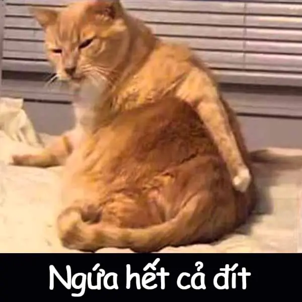 Meme mèo nguy hiểm dễ thương khiến mọi người cảm thấy thích thú Meme mèo nguy hiểm dễ thương khiến mọi người cảm thấy thích thú