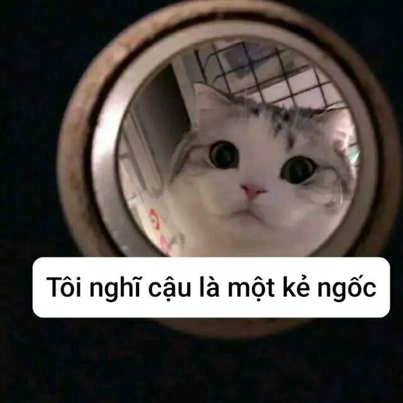 Orangutan meme mang đến những khoảnh khắc hài hước và thú vị Orangutan meme mang đến những khoảnh khắc hài hước và thú vị