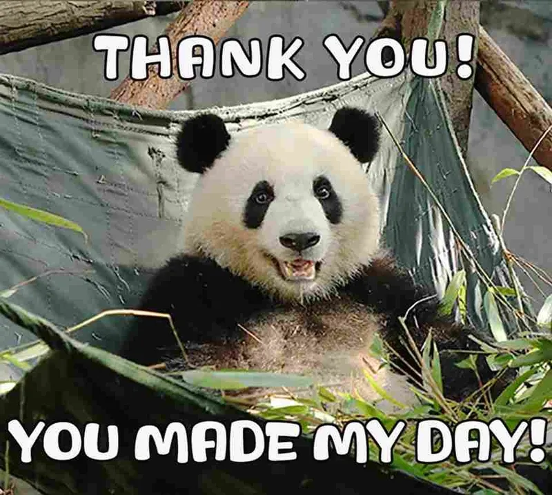 Thank you funny meme mang đến tiếng cười cho những ai yêu thích sự hài hước Thank you funny meme mang đến tiếng cười cho những ai yêu thích sự hài hước