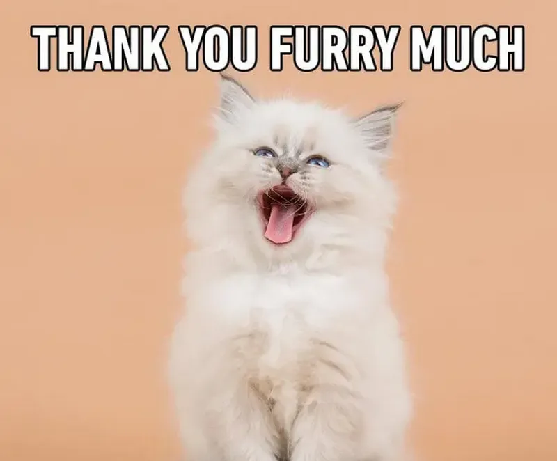 Meme thank you for your opinion giúp bạn thể hiện sự cảm ơn một cách vui vẻ Meme thank you for your opinion giúp bạn thể hiện sự cảm ơn một cách vui vẻ