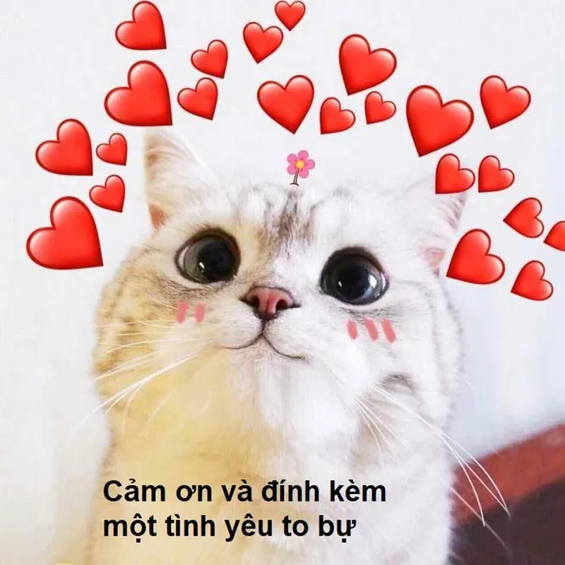 Thank you for listening meme gif giúp bạn ghi lại những khoảnh khắc vui vẻ Thank you for listening meme gif giúp bạn ghi lại những khoảnh khắc vui vẻ