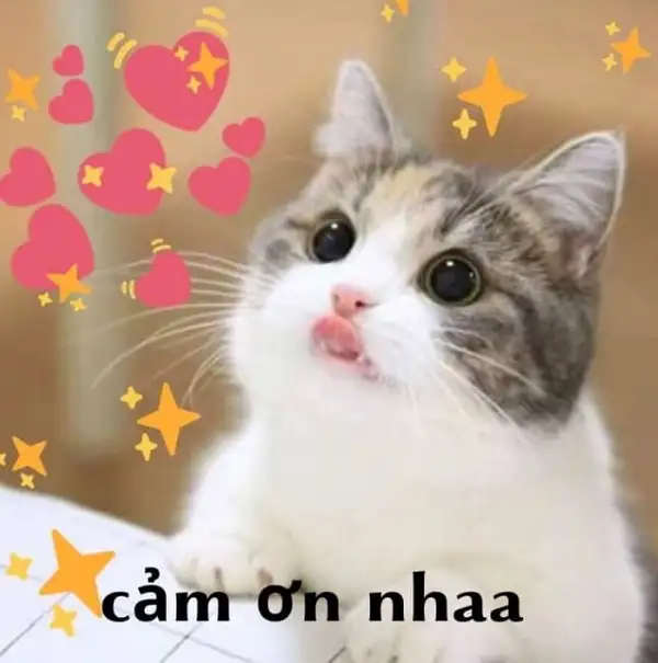 Thank you dear meme giúp bạn thể hiện lòng biết ơn một cách dễ thương Thank you dear meme giúp bạn thể hiện lòng biết ơn một cách dễ thương