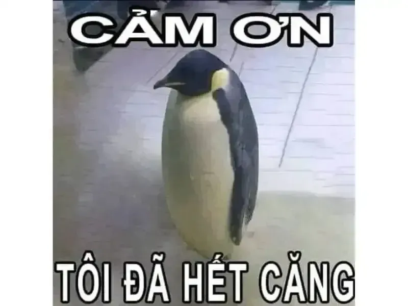Thank you meme gif mang đến sự vui vẻ cho những ai yêu thích meme động Thank you meme gif mang đến sự vui vẻ cho những ai yêu thích meme động