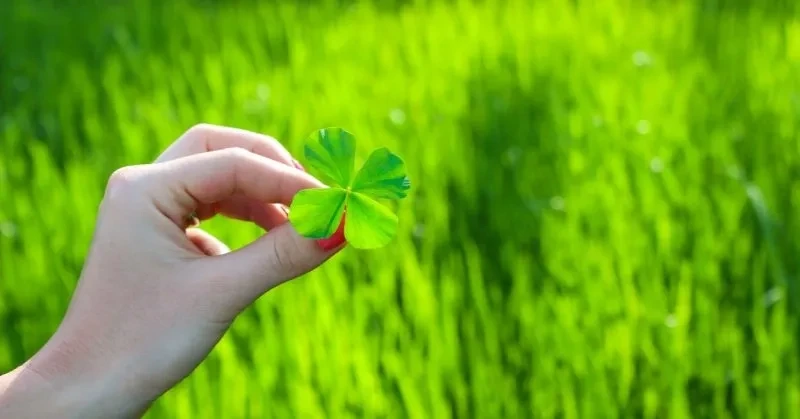 Hình nền điện thoại cỏ 4 lá may mắn mang lại sự tươi mới cho màn hình Hình nền điện thoại cỏ 4 lá may mắn mang lại sự tươi mới cho màn hình