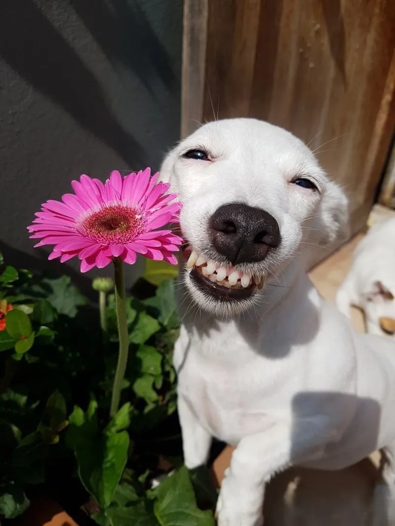 Meme đáng đời khiến bạn cảm thấy thích thú Meme đáng đời khiến bạn cảm thấy thích thú