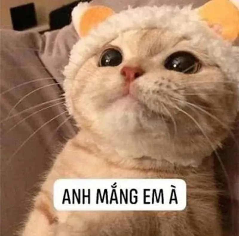 Hình nền meme cute thật dễ thương và hài hước Hình nền meme cute thật dễ thương và hài hước